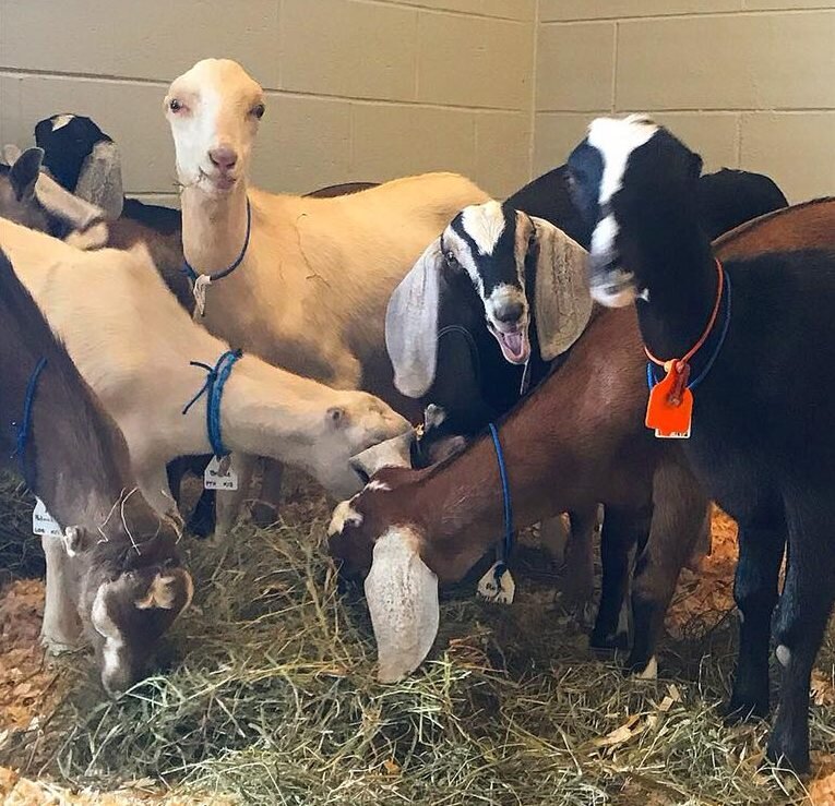 The ARK at JFK : Pet Travel&nbsp;Myths