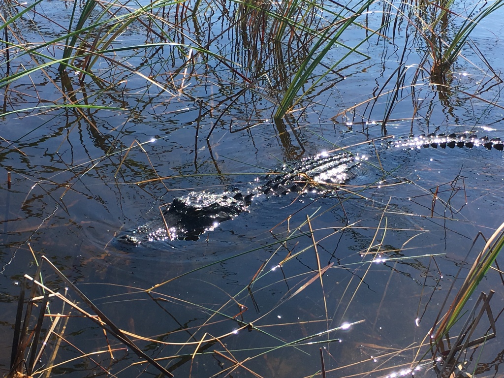 Not a pet to take home