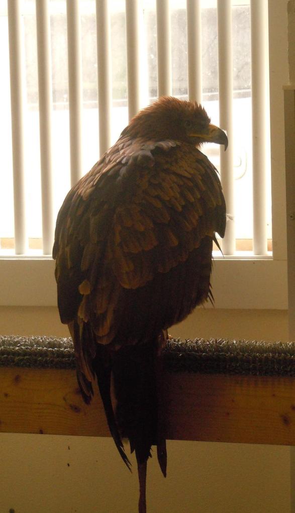 British school of falconry 024