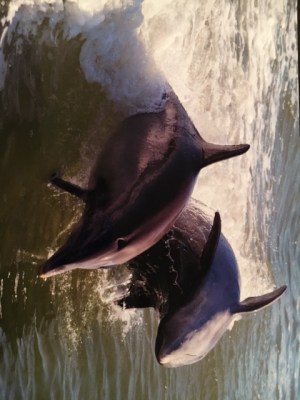 Surfing the waves behind our boat/photo courtesy of Bob McConville of Dolphin Expeditions
