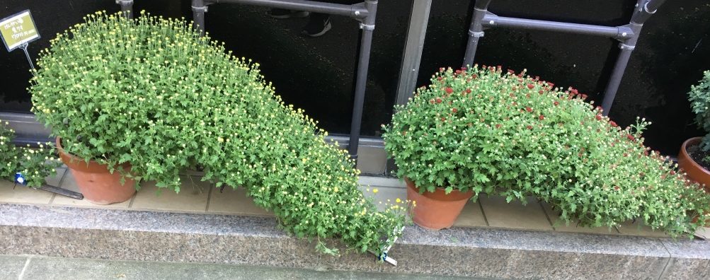 Japan’s Beautiful Mum&nbsp;Displays