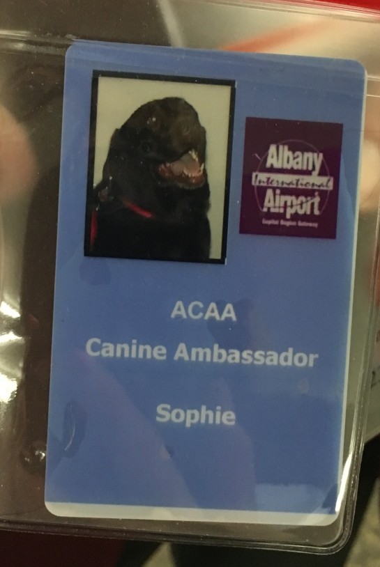 ID Badge that Sophies owner wears