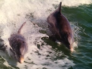Mom and baby dophins surfing the waves/photo courtesy of Bob McConville of Dolphin Expeditions