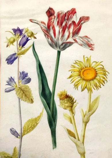 Robert Tulip Campanula-and-Sunflower/ Courtesy of the 