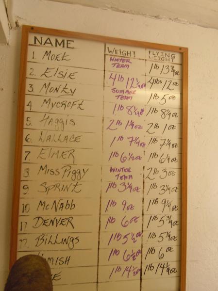Regular weights and flying weights of each bird