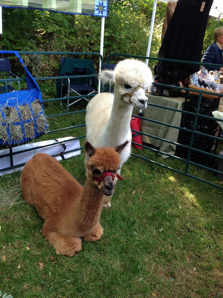 Beautiful Dreamer and Leona from Patchwork Meadow Alpacas