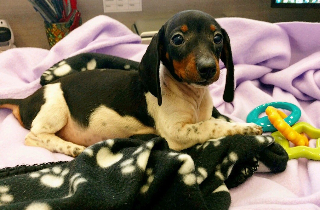 JFK Airport : Top 10 Pet Travel Tips from The&nbsp;ARK