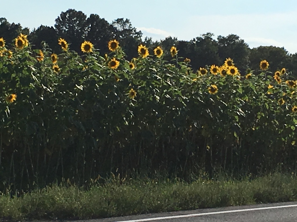 Sunflower meadow in New Paltz, New York