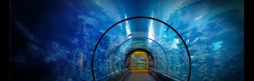 Shark Reef at Mandalay Bay