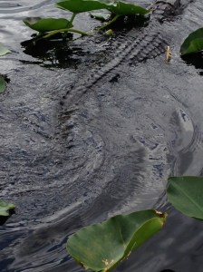 Gator hiding in the water