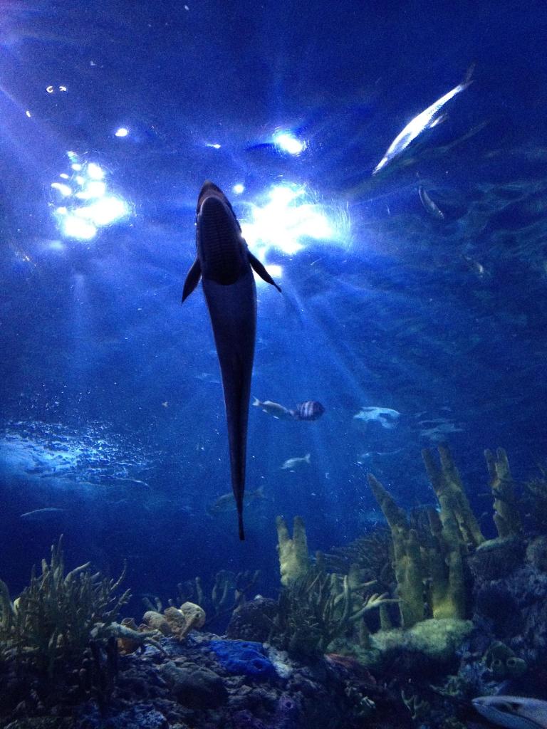 new orleans, new york city, washington dc, baltimore 090