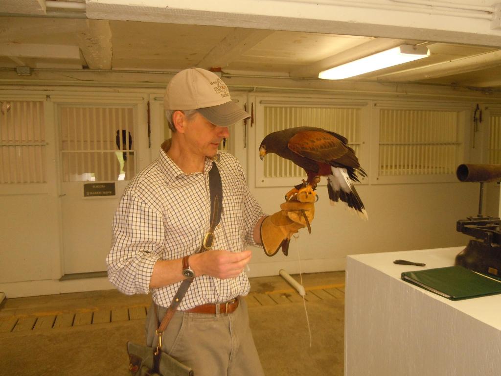 British school of falconry 035