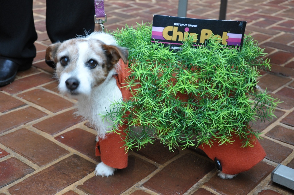 Alexandria, VA: Doggie Halloween&nbsp;Events